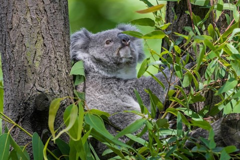 Koala