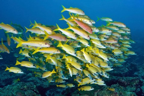 Shoal of fish with species of snapper