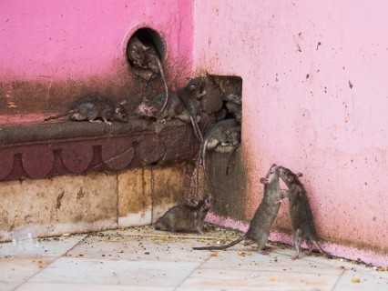 Sacred Rats