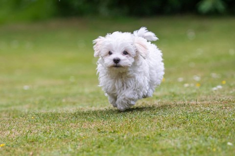 Young Mini Maltese in Sprint