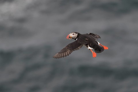 Flying Puffin