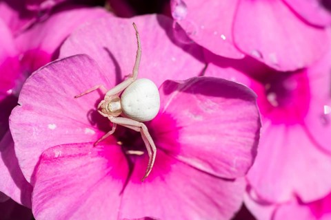 Goldenrod crab spider