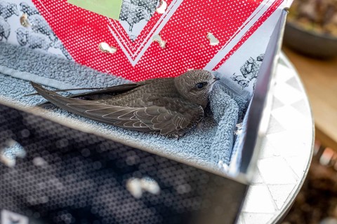 Common Swift