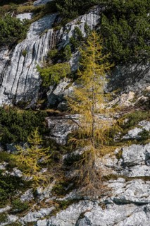 Autumn larches
