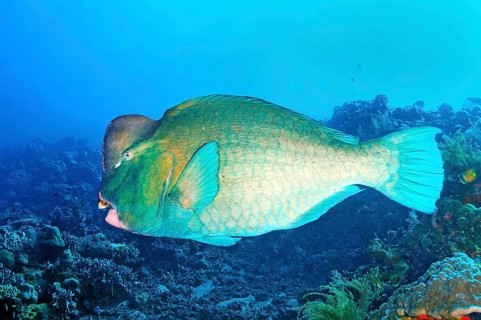 Indian humphead parrotfish