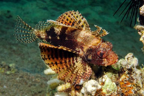Hawaiian lionfish