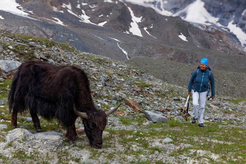 Mountain hiker observing Tibetan domestic Yak