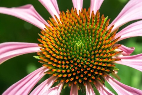 Purple Cone flower