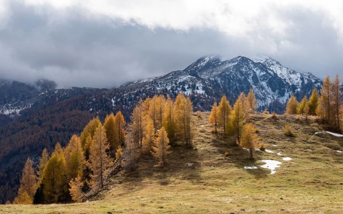 Autumn coloured larches