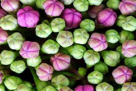 Bigleaf Hydrangea