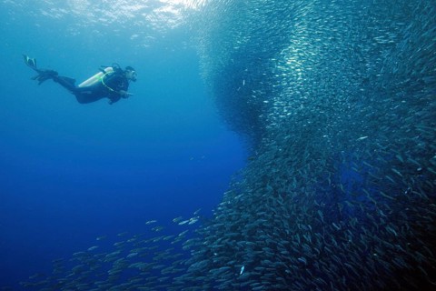 Diver next to school of Sardinops