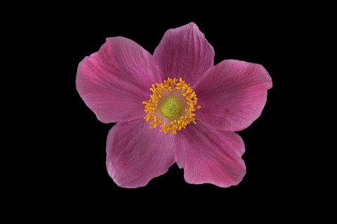 Chinese anemone