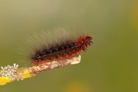 Garden tiger moth