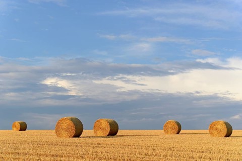 Grain field