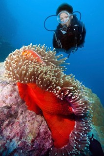 Diver looking at Magnificent sea anemone