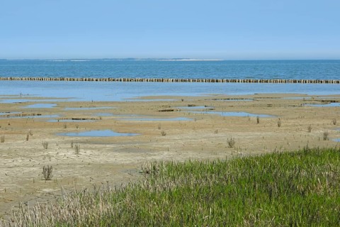 Queller in the mudflats