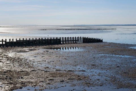 Wooden groynes