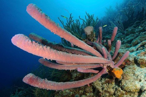 Tubular sponge