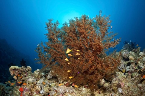 Bushy Black Coral
