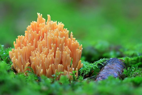 Orange mountain coral