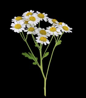 The Feverfew