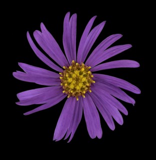 European Michaelmas Daisy