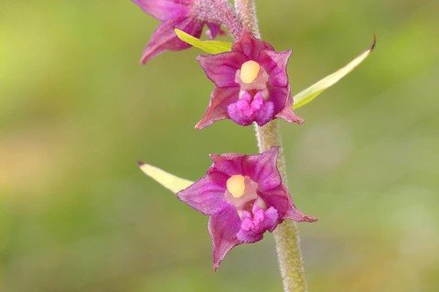Dark red helleborine