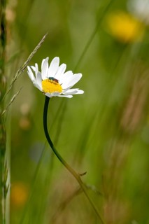 Flowering marguerite