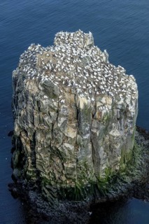 Gannet colony on the rock needle Stori Karl