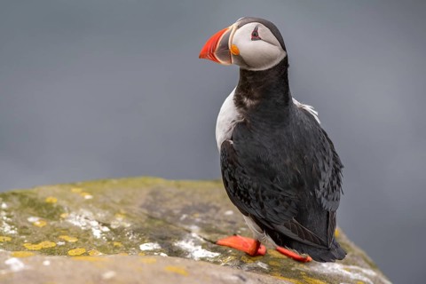 Puffin