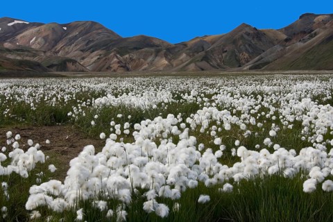 Cottongrass