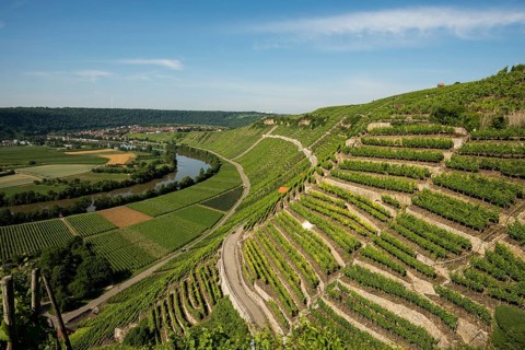 Neckar Loop and Vineyards