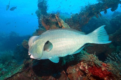Indian humphead parrotfish