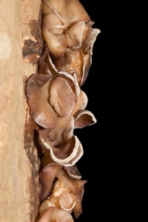 Auricularia auricula-judae