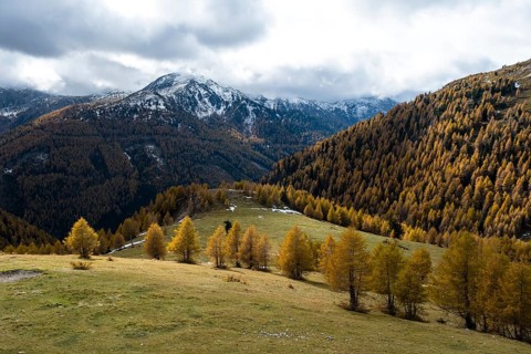 Autumn coloured larches