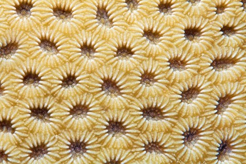 Lesser Valley Coral
