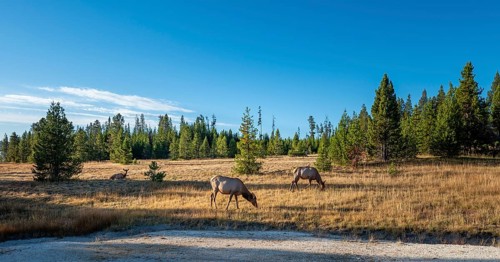 Three female White-tailed deer