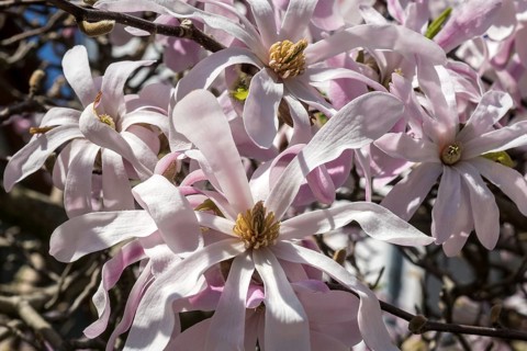 Flowers of the star magnolia