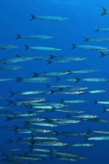 School of European barracuda