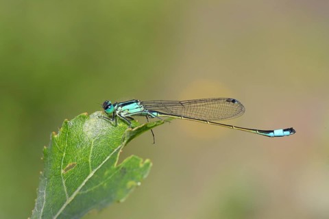 Blue-tailed damselfly