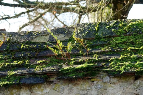 Moss and fern on a slate-covered wall