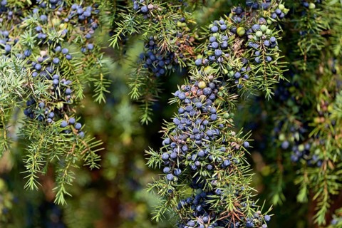Common juniper