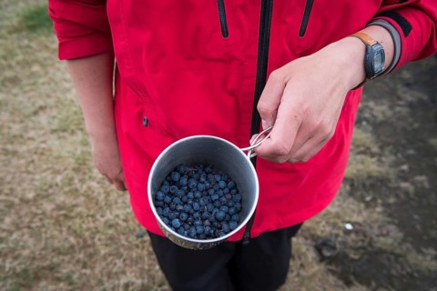 Tourist holding cup of European blueberry