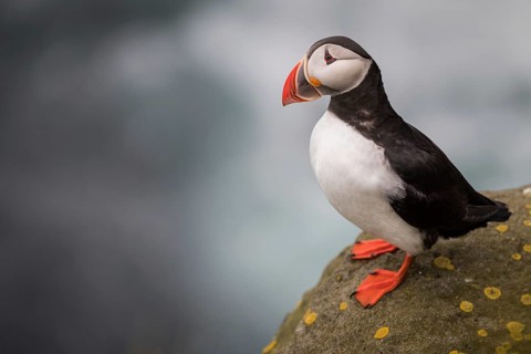 Puffin