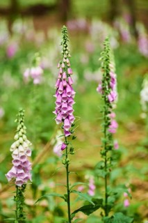 Common foxglove