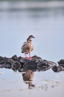 Egyptian goose