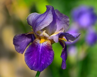 Blue-violet flower of an iris