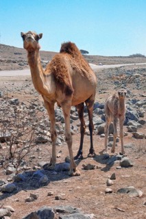 Wild Dromedary