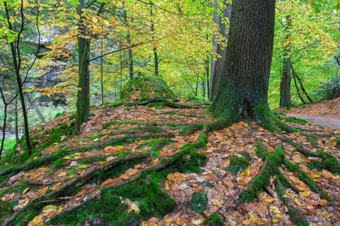 Beech with powerful root system