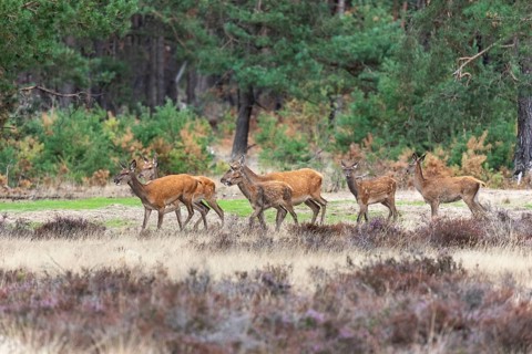 Red deer